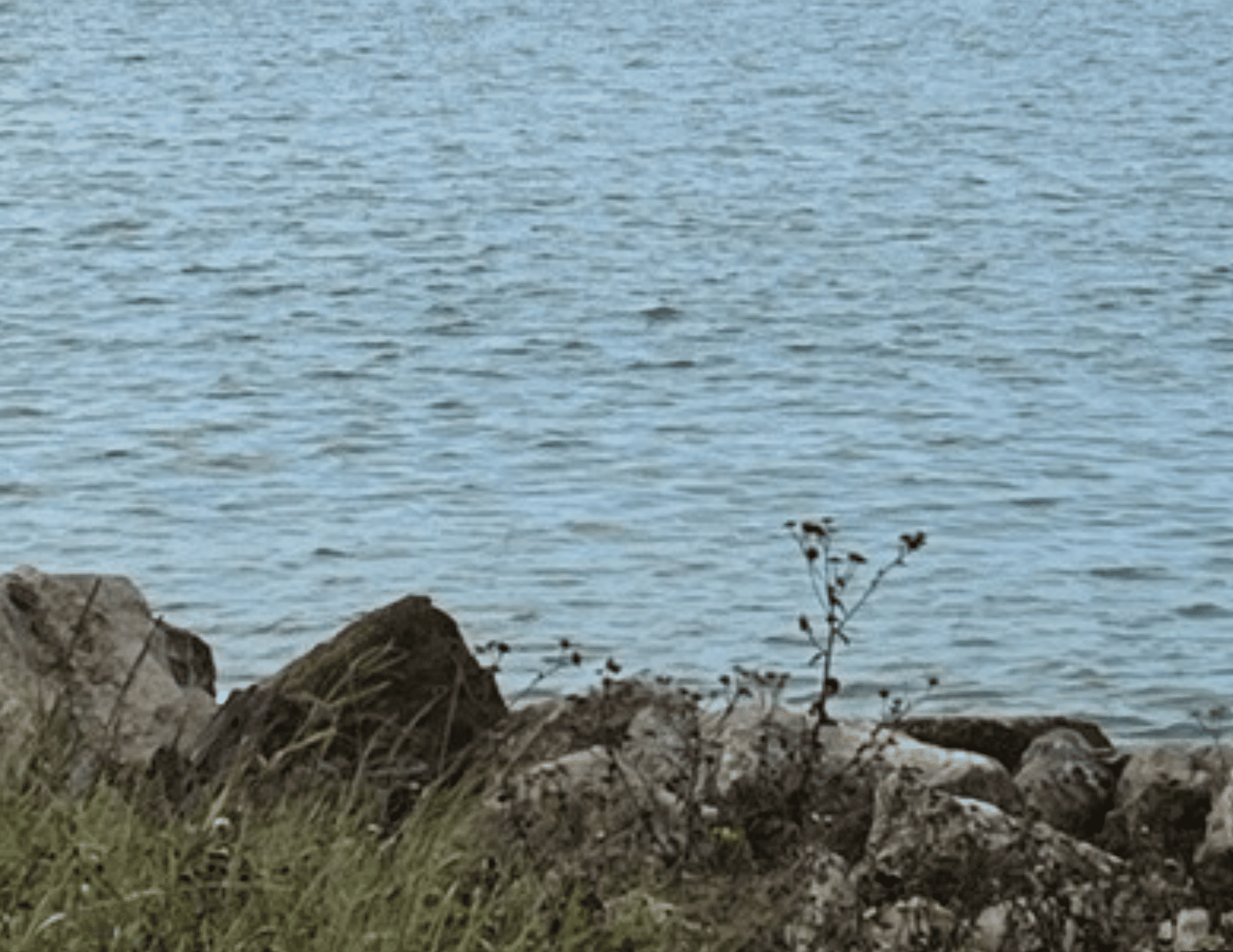 Sand dollars, sunsets, and serenity - Welcome Home RGV